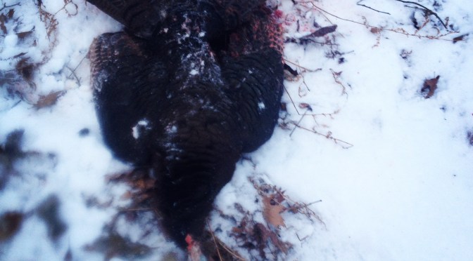 Hunt Turkeys this Spring