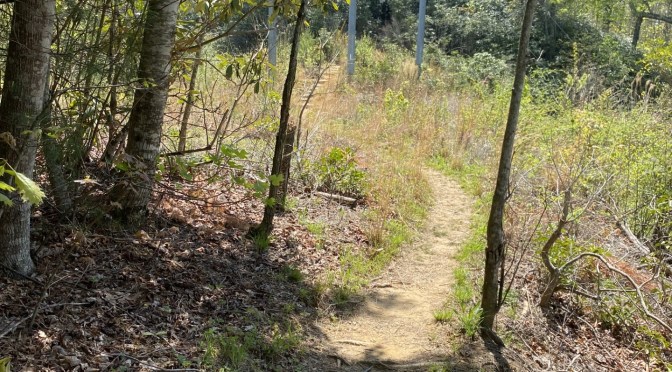 Spring into Summer with These Activities 