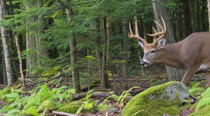 Hunting Falls into Season